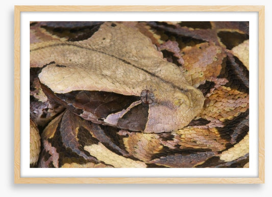 Reptiles / Amphibian