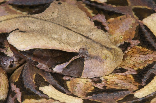 Reptiles / Amphibian