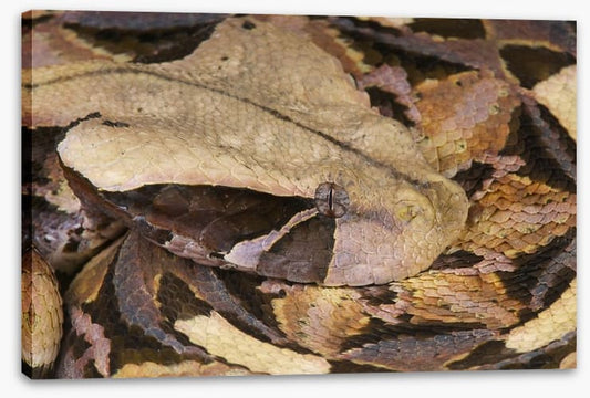Reptiles / Amphibian