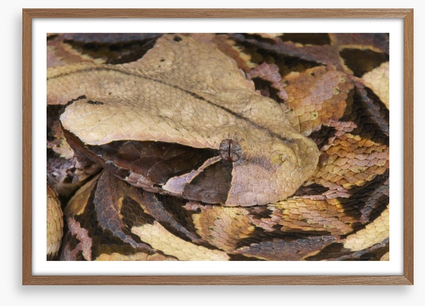 Reptiles / Amphibian