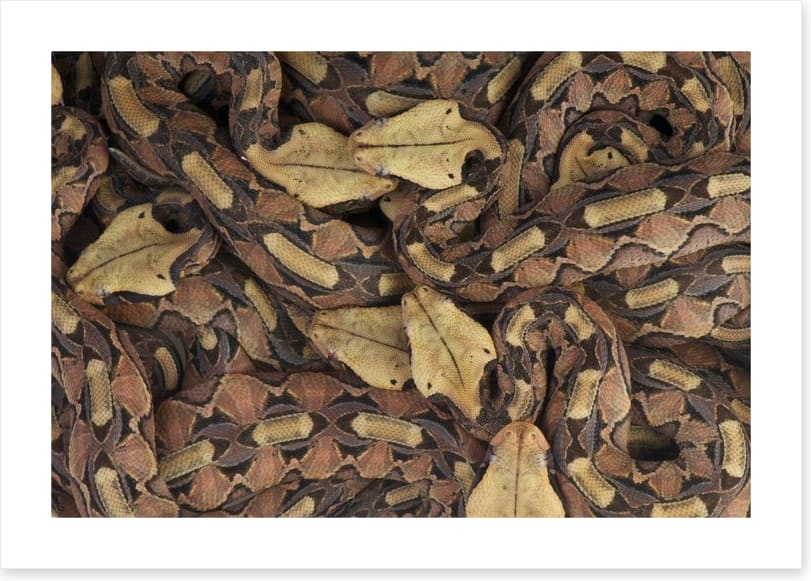 Reptiles / Amphibian