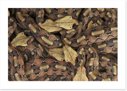 Reptiles / Amphibian