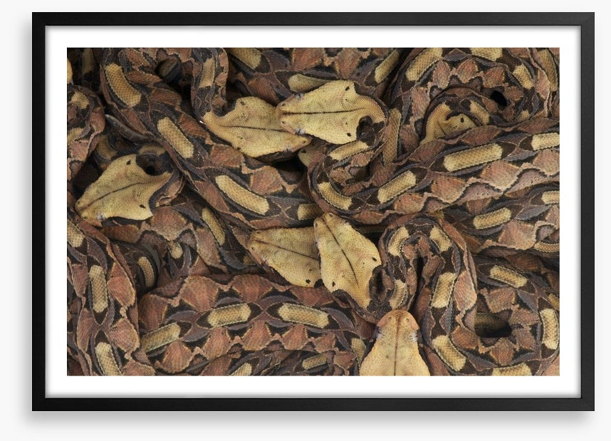 Reptiles / Amphibian