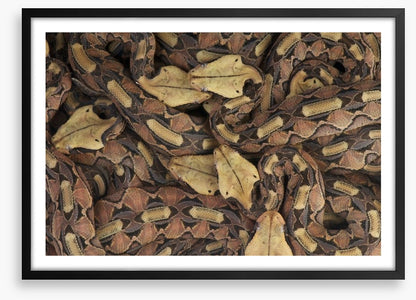 Reptiles / Amphibian