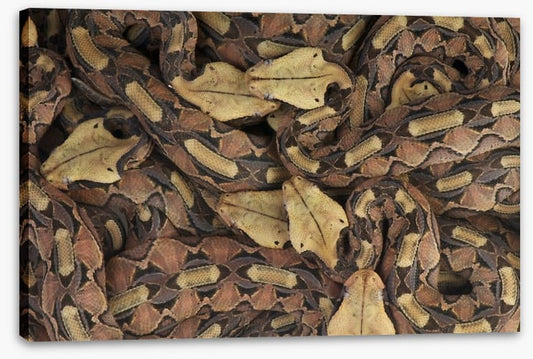 Reptiles / Amphibian