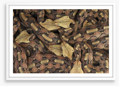 Reptiles / Amphibian