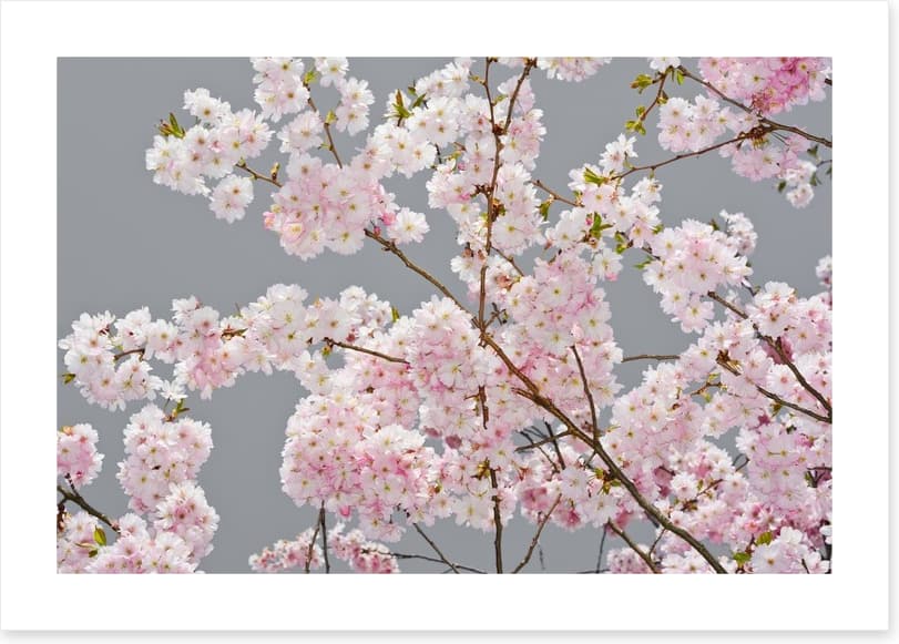 Apple blossom on grey