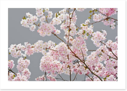 Apple blossom on grey