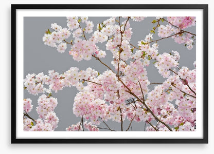 Apple blossom on grey