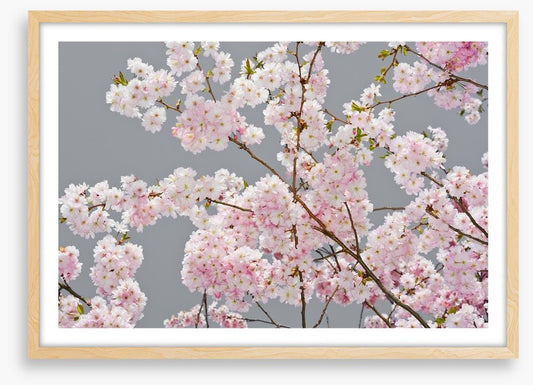 Apple blossom on grey