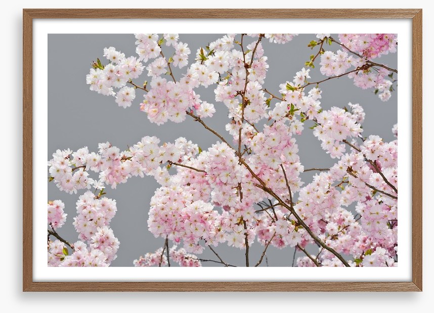 Apple blossom on grey