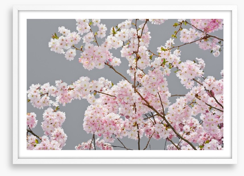 Apple blossom on grey
