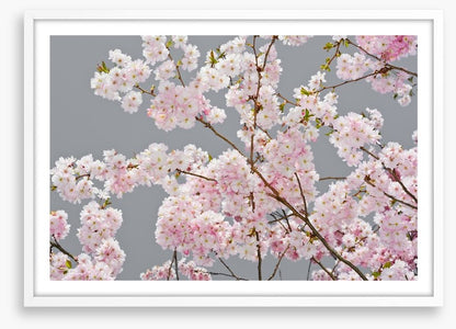 Apple blossom on grey