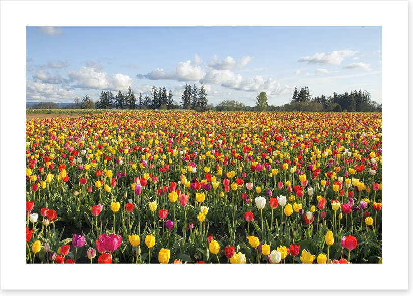 Tulips forever