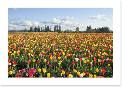 Tulips forever