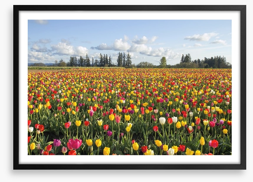 Tulips forever