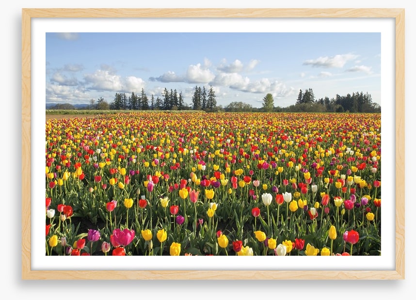 Tulips forever