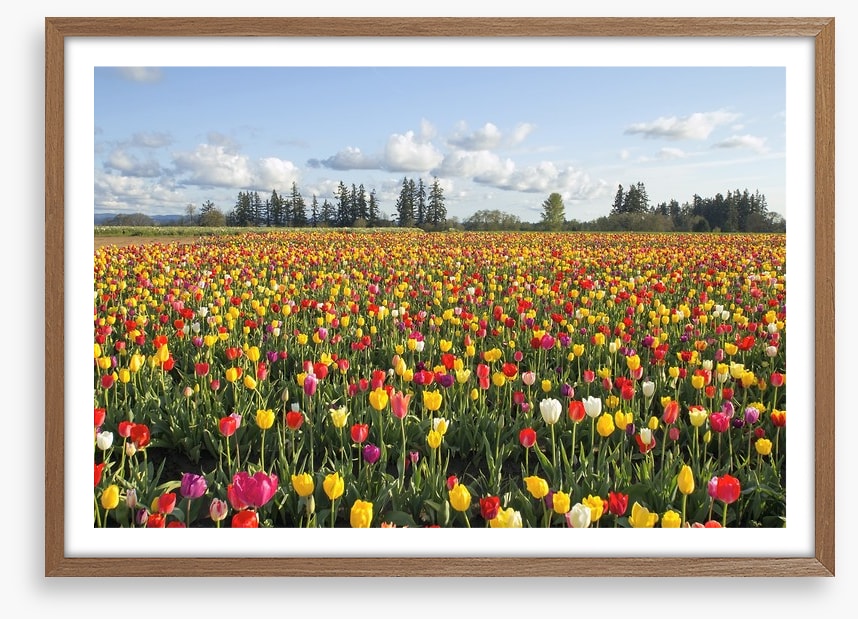 Tulips forever