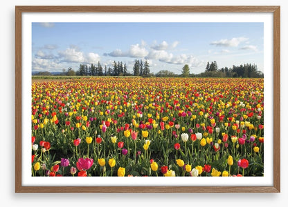 Tulips forever