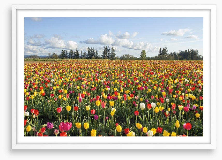 Tulips forever