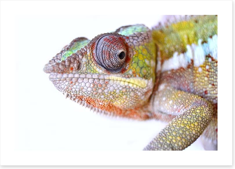 Reptiles / Amphibian