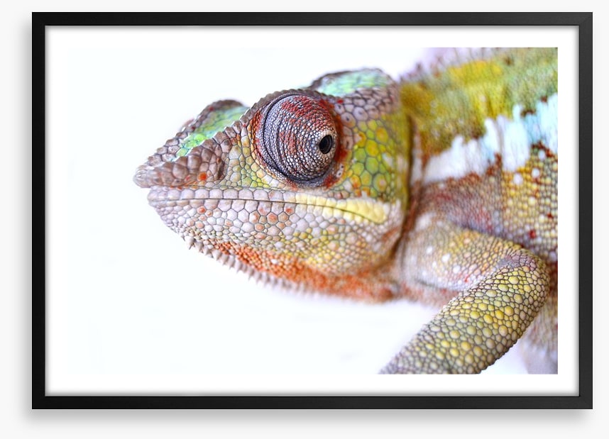 Reptiles / Amphibian