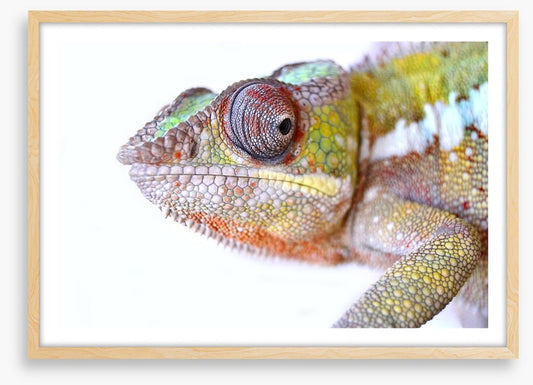 Reptiles / Amphibian