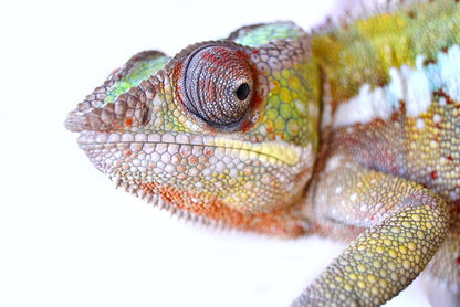 Reptiles / Amphibian