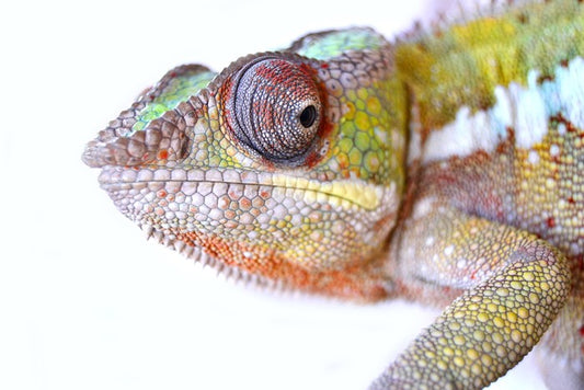 Reptiles / Amphibian