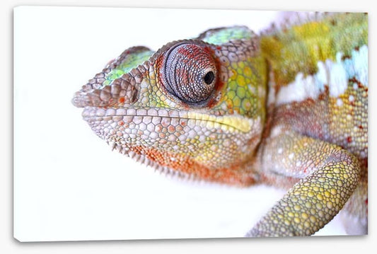 Reptiles / Amphibian