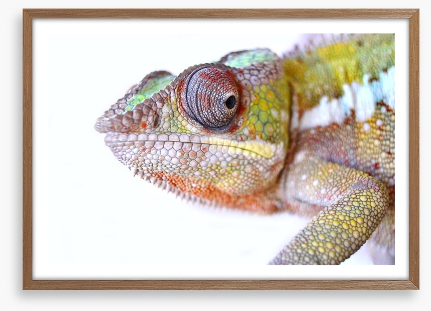Reptiles / Amphibian