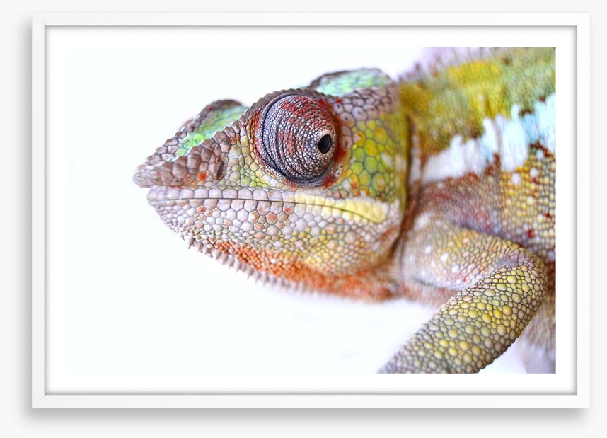 Reptiles / Amphibian