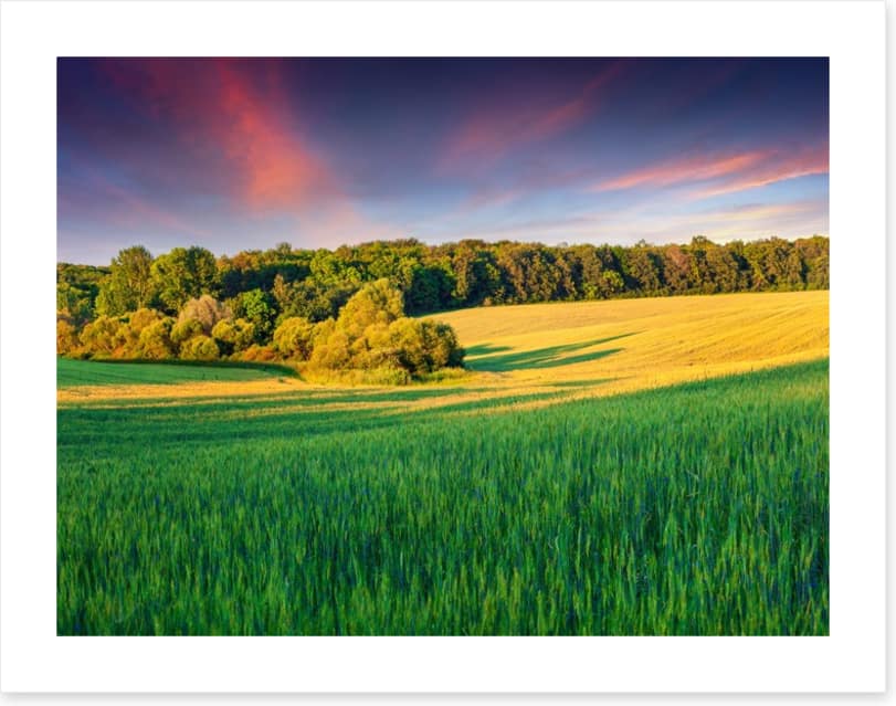 Field of dreams