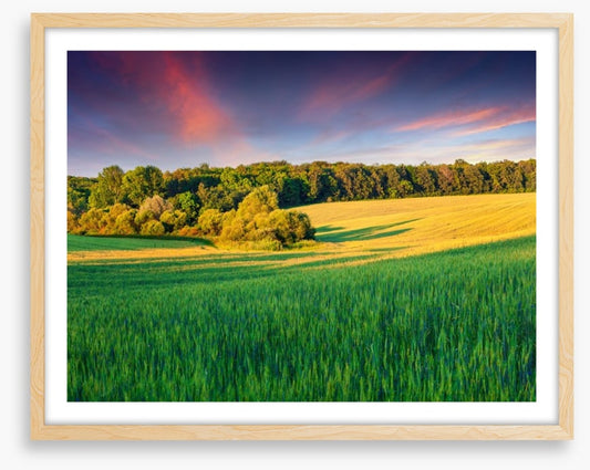 Field of dreams