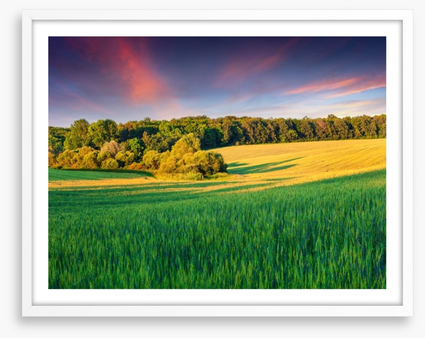Field of dreams
