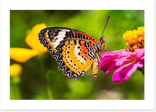 Yellow lacewing