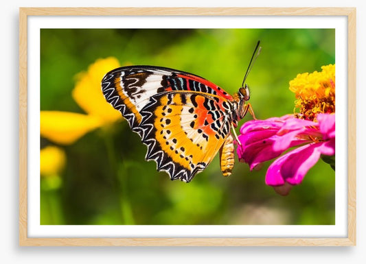 Yellow lacewing
