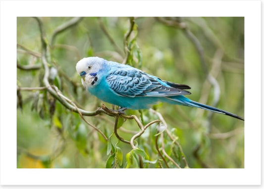 Little blue budgerigar
