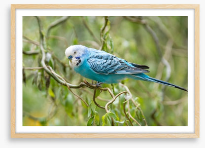 Little blue budgerigar