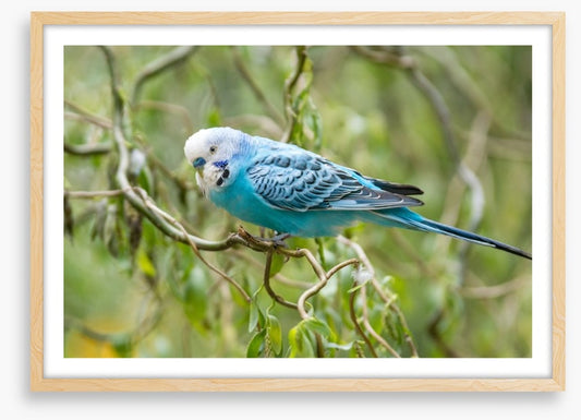 Little blue budgerigar