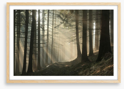 Sunrise in the coniferous forest