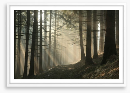 Sunrise in the coniferous forest