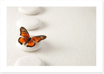 White stones and butterfly