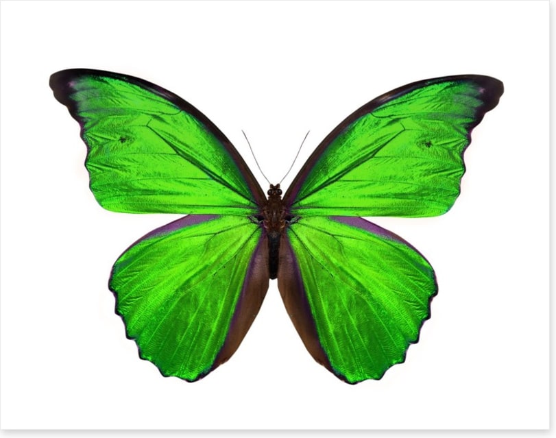 Emerald butterfly
