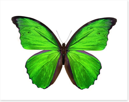 Emerald butterfly