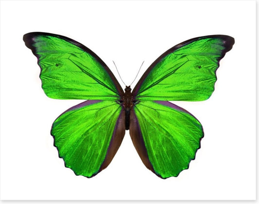 Emerald butterfly