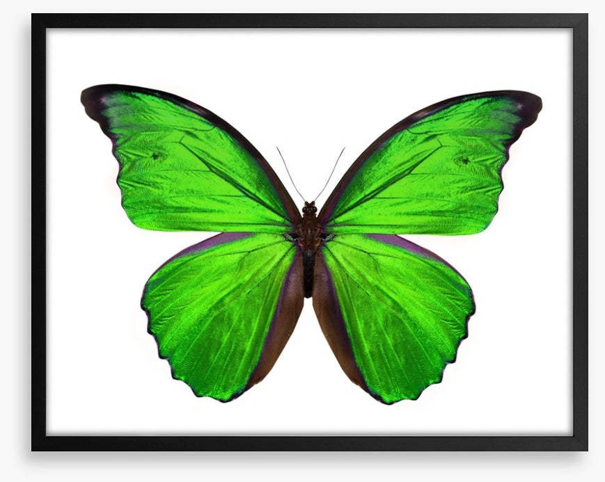 Emerald butterfly