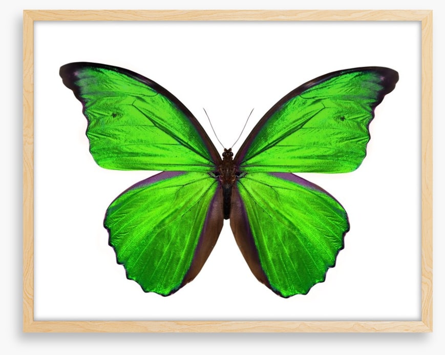 Emerald butterfly