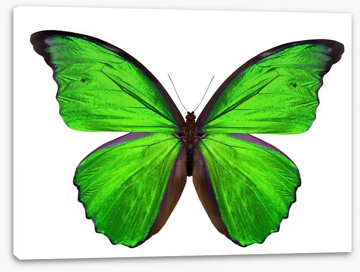Emerald butterfly