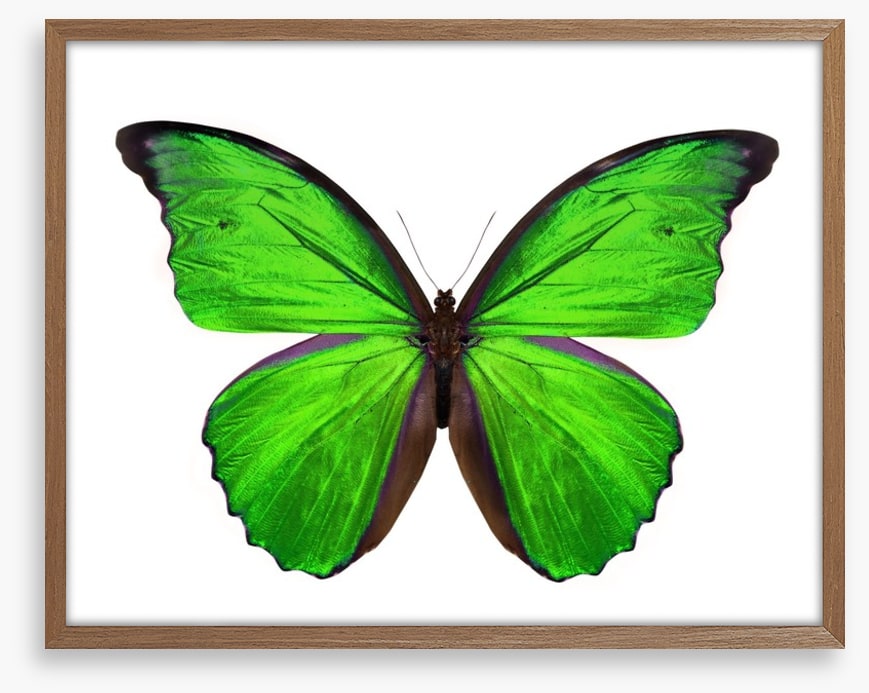 Emerald butterfly